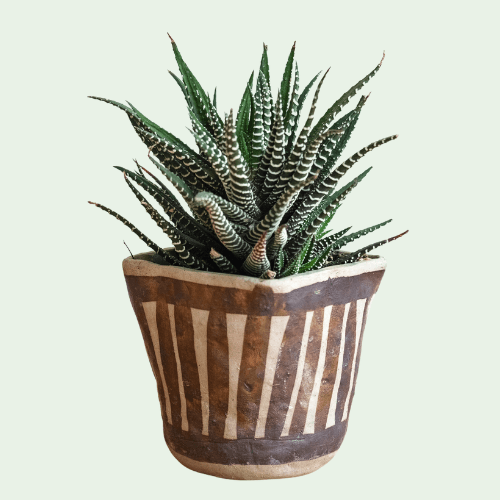 Easy Care Plants