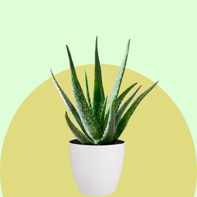 Aloe Vera